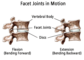 facet-joints.png