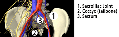 Sacroiliac Joint