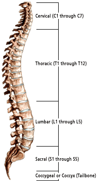 Complete Spine