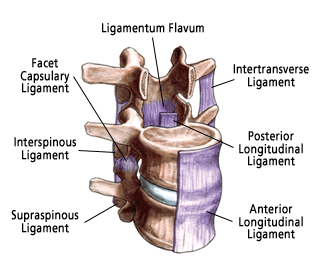 Spinal Ligaments