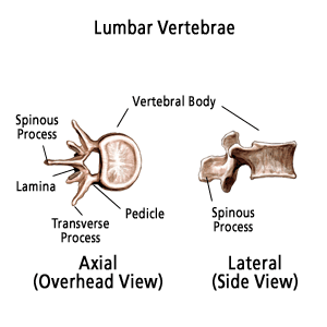 Lumbar Vertebrae