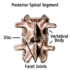 Spinal Segment