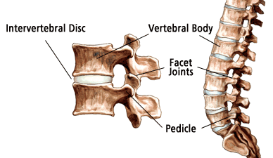 Spinal Discs Cutaway