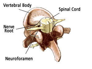 Spinal Cord